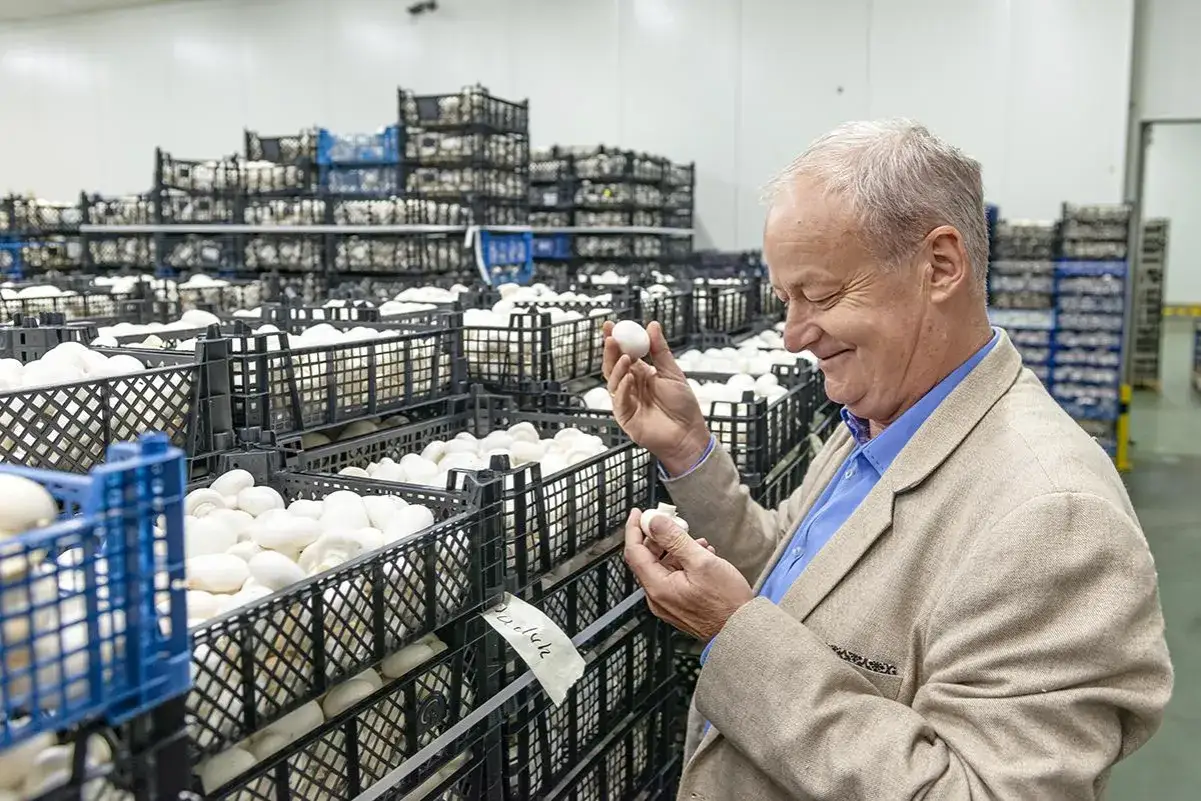 Mężczyzna w beżowej marynarce ogląda pieczarki w przechowalni pełnej skrzynek z grzybami.
